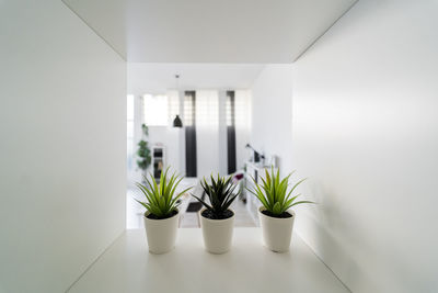 Potted plants against wall