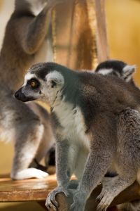 Close-up of lemurs in zoo