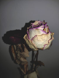 Close-up of wilted rose against white background