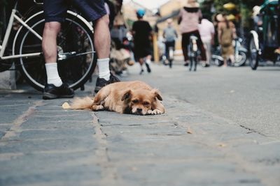 Low section of people with dog on street