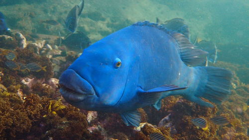 Close-up of fish swimming in sea