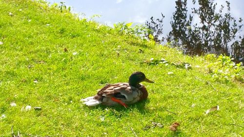 View of a bird on field