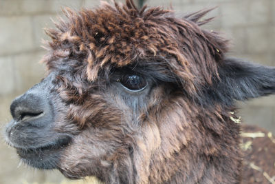 Close-up of an animal
