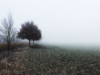 Trees on field against sky