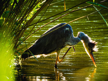 Bird perching on a lake