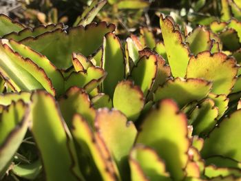 Close-up of succulent plant