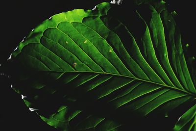 Close-up of fresh green leaf against black background