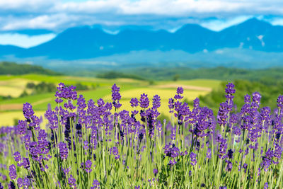 Violet lavender flowers field in summer sunny day with soft focus blur natural background.