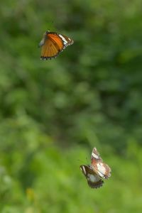 Butterfly pollinating flower