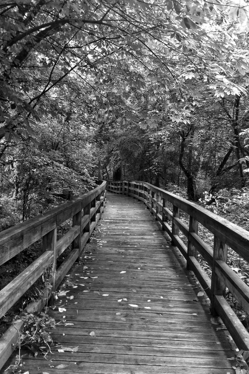 tree, the way forward, footbridge, railing, bridge - man made structure, connection, branch, tranquility, water, diminishing perspective, growth, nature, beauty in nature, tranquil scene, river, built structure, bridge, day, scenics, outdoors