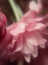 Close-up of pink rose blooming outdoors