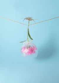 Pink flower wrapped in a plastic bag hangs upside down on a rope on pastel blue background. realism 