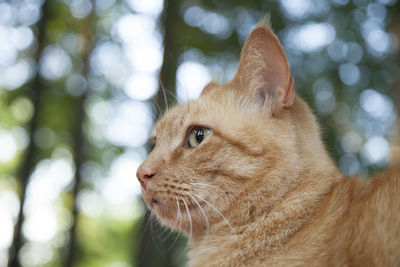 Yellow tabby cat relaxing outdoors