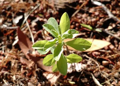 High angle view of plant growing on field