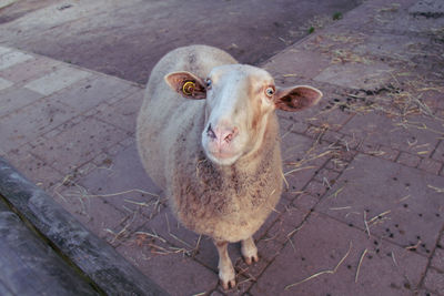 High angle portrait of sheep standing on cobblestone