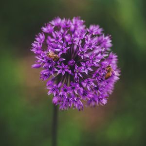 Close-up of purple flowers