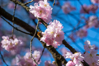 Close-up of pink cherry blossom