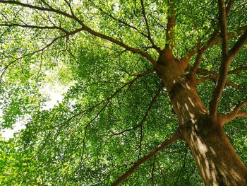 Low angle view of tree against sky