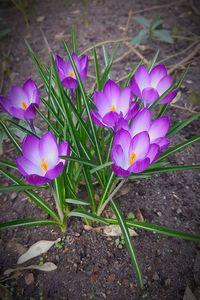 Close-up of purple crocus blooming on field