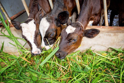 High angle view of captive cows