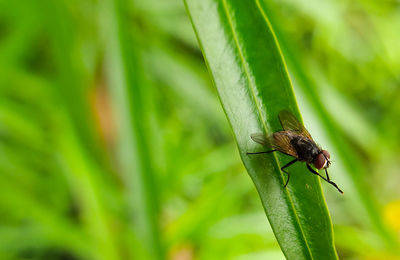 Close-up of fly on leaf