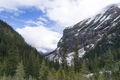 Low angle view of trees on mountain against sky