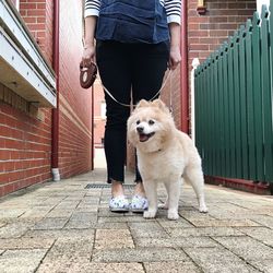 Low section of man standing with dog