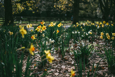 Close-up of yellow crocus flowers on field