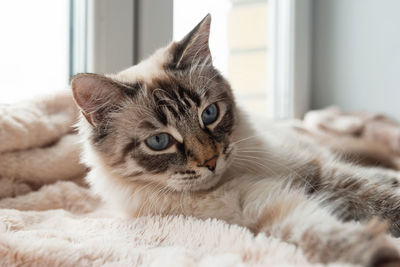 Adorable furry cat of seal lynx point color with blue eyes is lying on a pink blanket. 