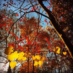 Low angle view of autumn trees against sky