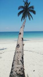 Palm tree on beach against clear blue sky