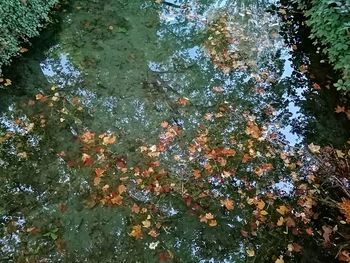 Full frame shot of plants in lake