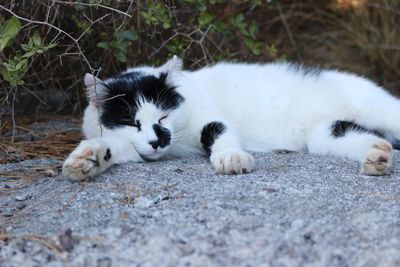 View of a cat resting