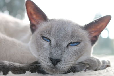 Close-up portrait of a cat