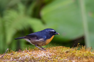 Bird perching on grass