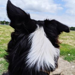 Close-up of dog on field against sky