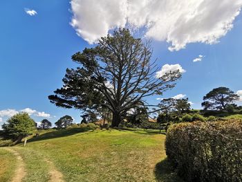 Tree on field against sky