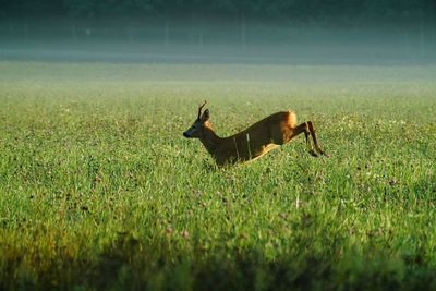 Dog in a field