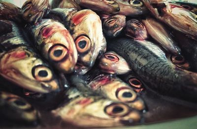 Close-up of fish for sale in market