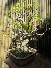 Potted plants by railing in yard