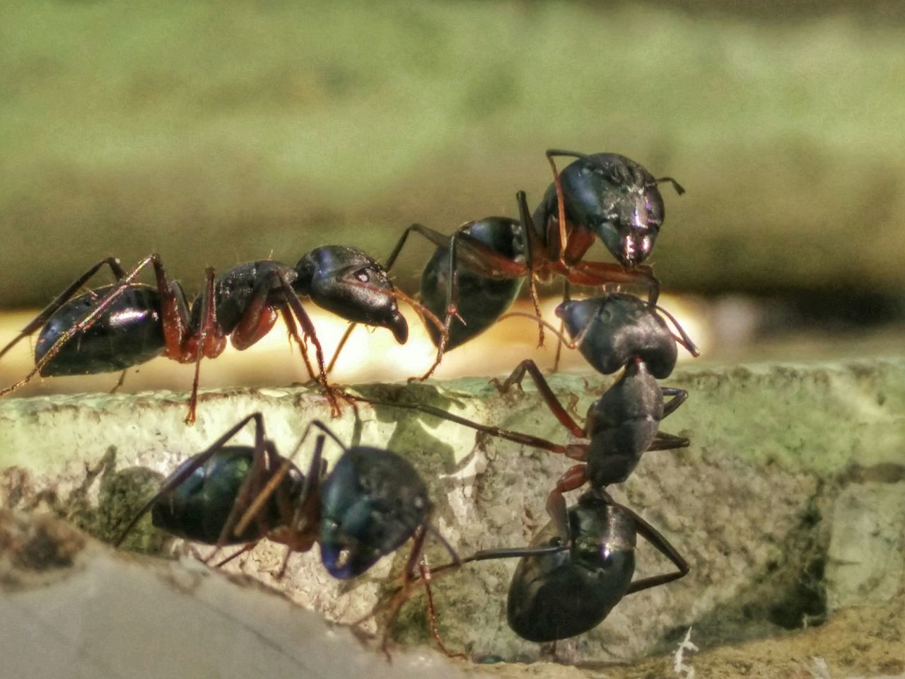 animal themes, animals in the wild, insect, wildlife, one animal, close-up, focus on foreground, two animals, selective focus, animal wildlife, day, no people, outdoors, nature, zoology, animal antenna, dead animal, ant, death, animal shell