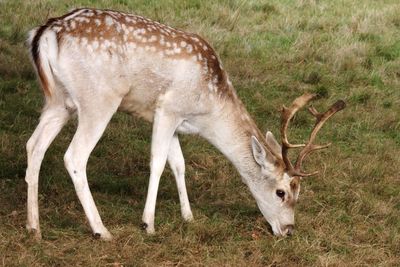 Deer grazing in a grass