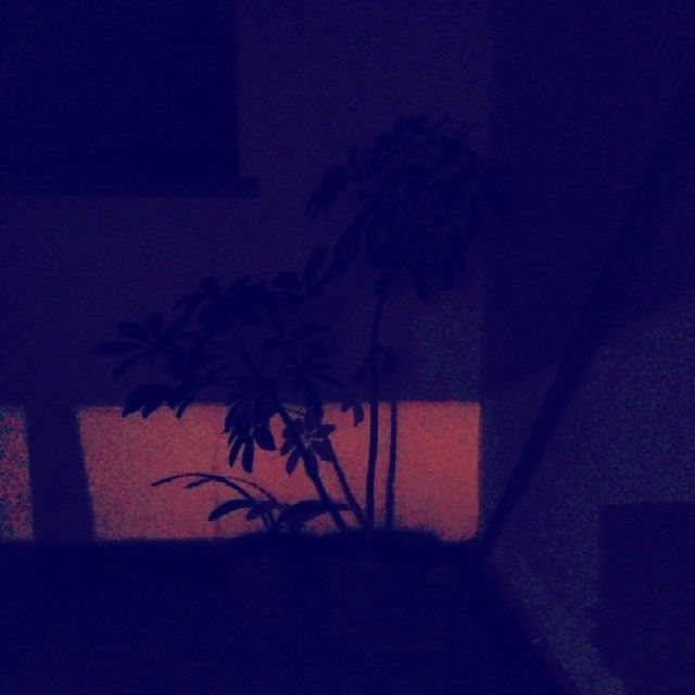 indoors, growth, plant, wall - building feature, built structure, architecture, shadow, potted plant, leaf, house, sunlight, home interior, window, nature, no people, dark, silhouette, wall, night, close-up