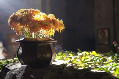 Close-up of flower pot