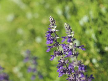 Close-up of purple flowering plant