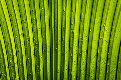 Full frame shot of wet palm leaf