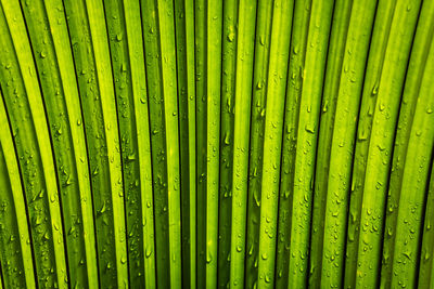 Full frame shot of palm leaf