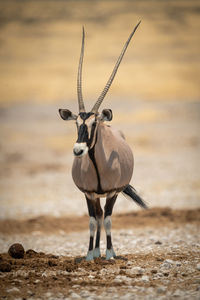 Gemsbok stands eyeing camera in salt pan