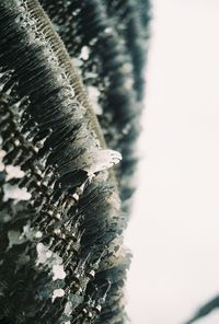 Close-up of lizard on tree