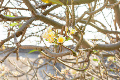 Low angle view of yellow flower tree